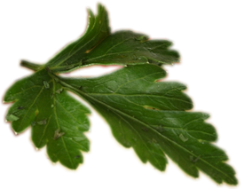 leaf